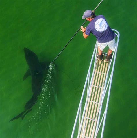 A book about Cape Cod sharks and Greg Skomal’s career tracking them is now out